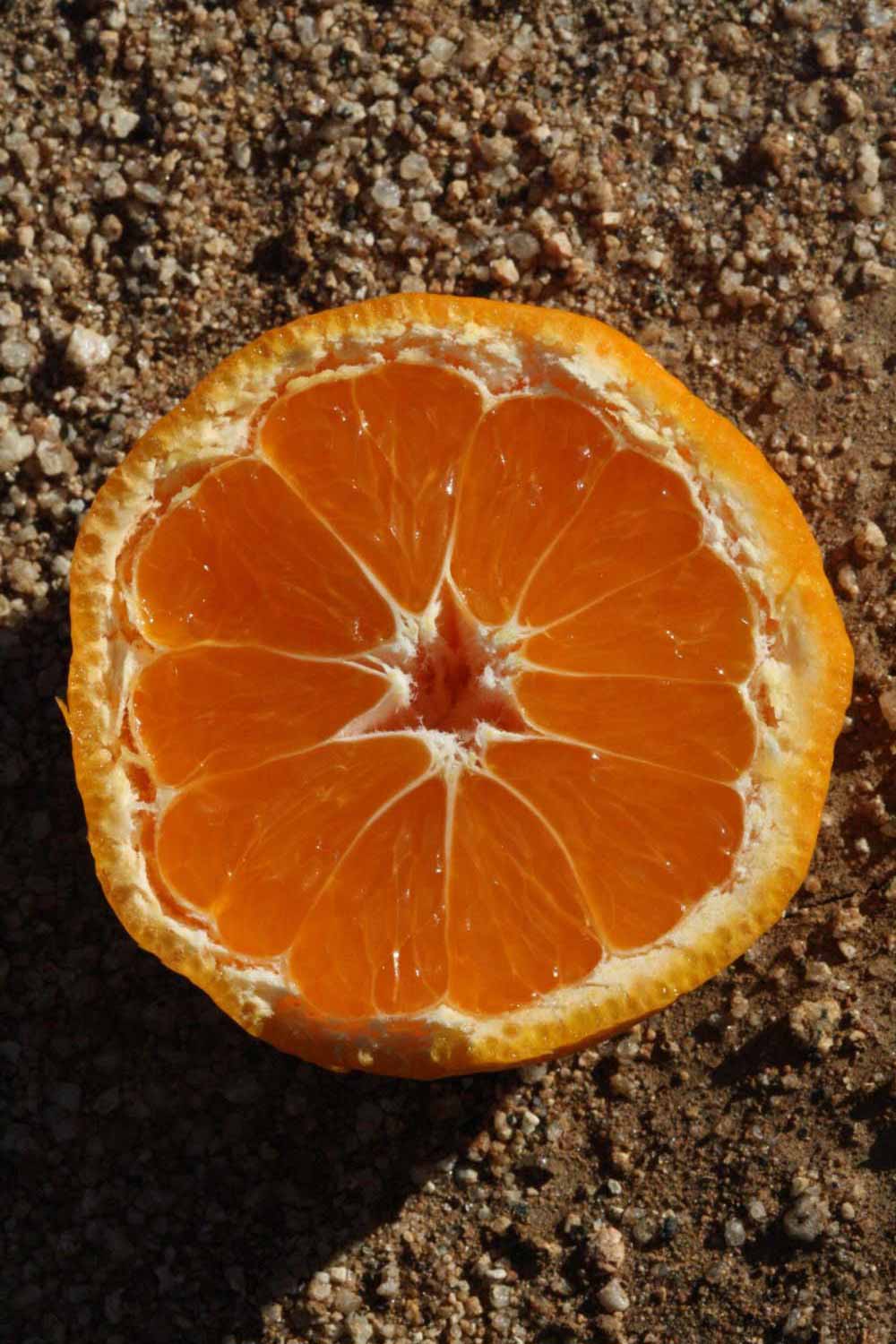              Fruit cross-section (Riverside, CA)       